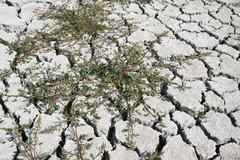 Oxybasis chenopodioides