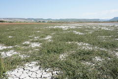 Oxybasis chenopodioides