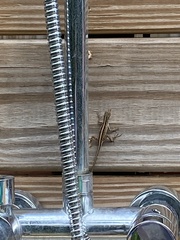 Anolis sagrei