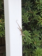Anolis sagrei