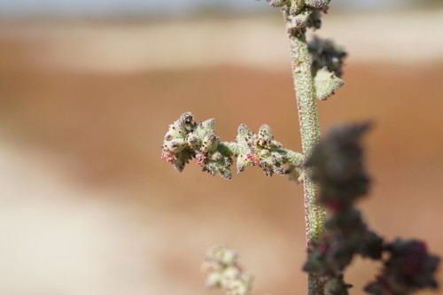 Atriplex patens iNat (3)