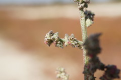 Atriplex patens