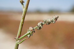 Atriplex patens