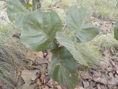Quercus jonesii