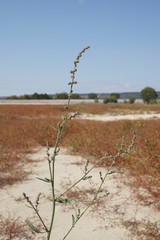 Atriplex patens