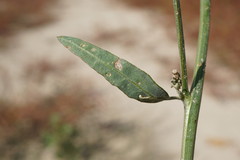 Atriplex patens