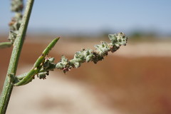 Atriplex patens