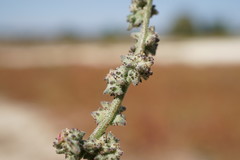 Atriplex patens