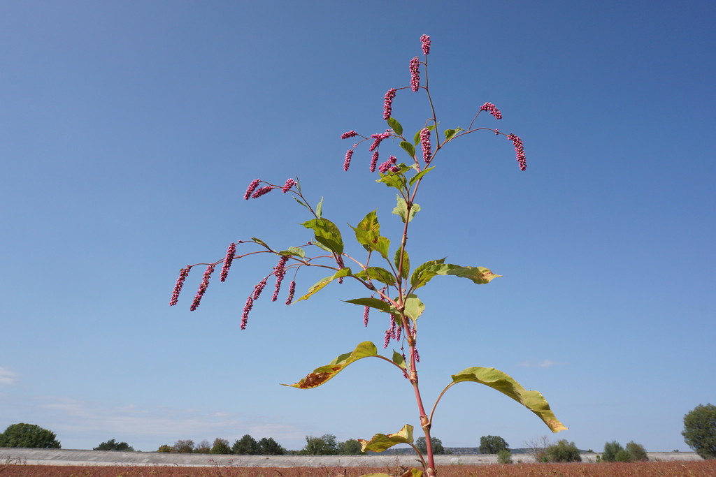 Persicaria orientalis — a medium houseplant, prefers full sun light