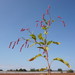 Persicaria orientalis - Photo (c) Сергей, μερικά δικαιώματα διατηρούνται (CC BY-NC), uploaded by Сергей