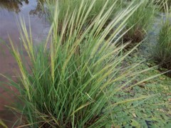 Oryza rufipogon