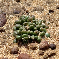 Dudleya brevifolia