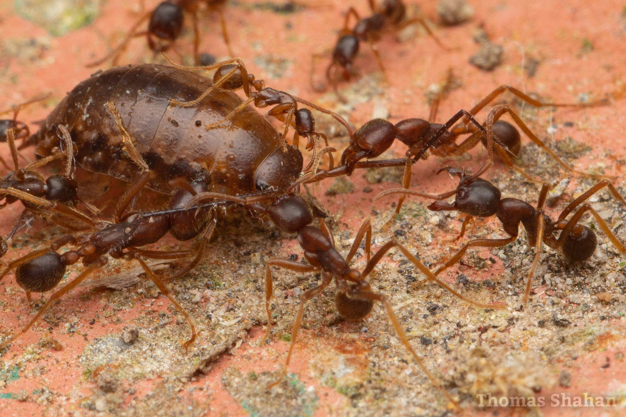 Labidus spininodis
