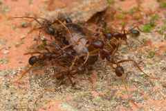Labidus spininodis