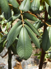 Ormosia antioquensis