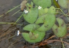 Nymphoides spongiosa