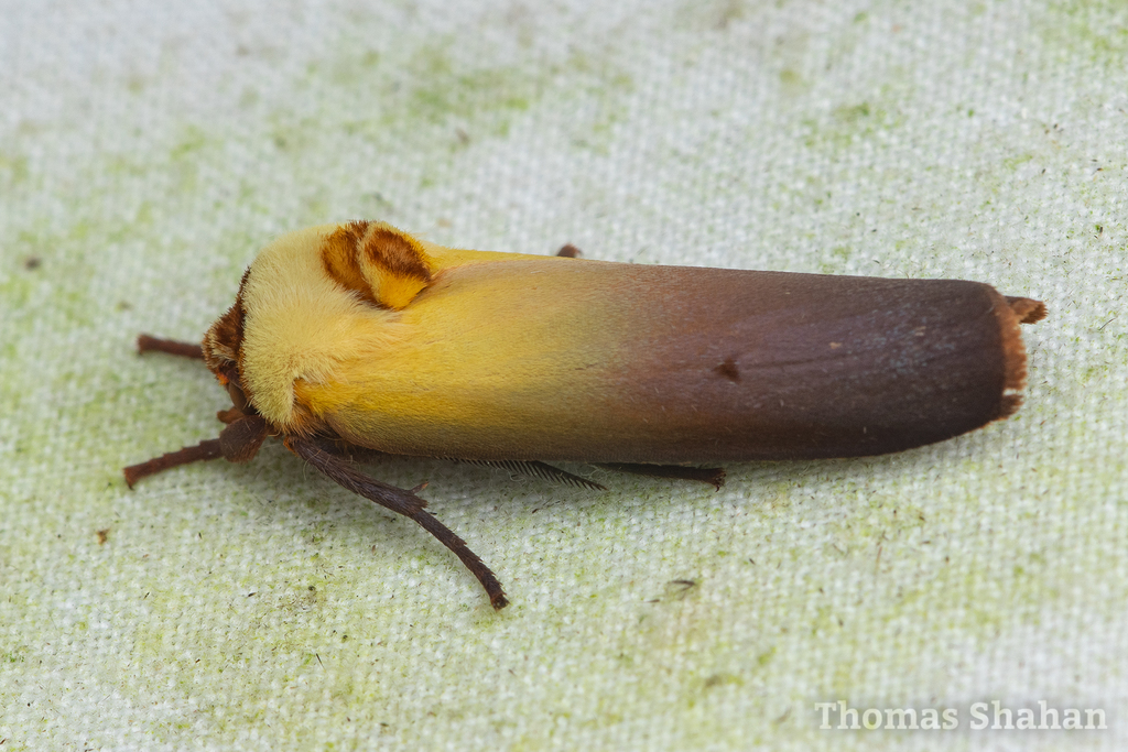 Halysidota semibrunnea