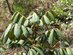 Ormosia antioquensis