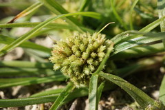Cyperus michelianus