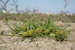 Cyperus michelianus