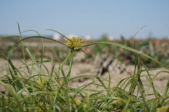 Cyperus michelianus