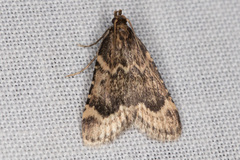Aglossa cacamica