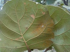 Quercus jonesii