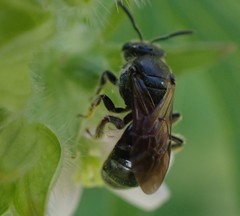Hemihalictus
