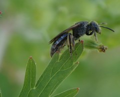 Hemihalictus