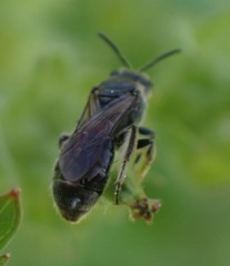 Hemihalictus