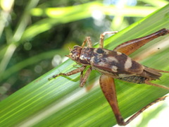 Cardiodactylus novaeguineae