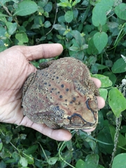Duttaphrynus melanostictus