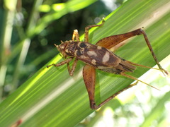 Cardiodactylus novaeguineae