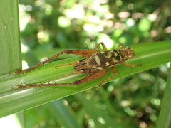 Cardiodactylus novaeguineae