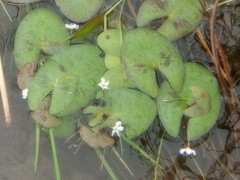 Nymphoides spongiosa