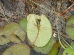 Nymphoides spongiosa
