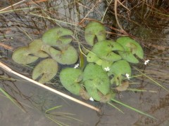 Nymphoides spongiosa