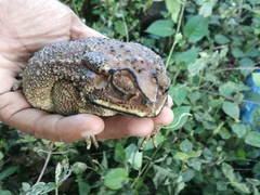 Duttaphrynus melanostictus