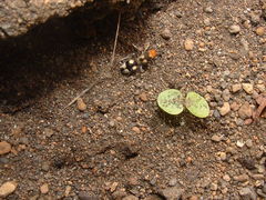 Dasymutilla araneoides