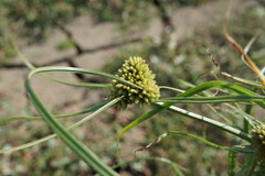 Cyperus michelianus