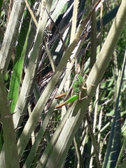 Staurorhectus longicornis