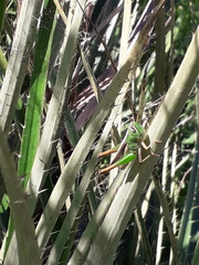 Staurorhectus longicornis