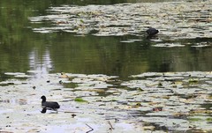 Fulica atra