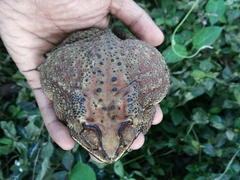 Duttaphrynus melanostictus