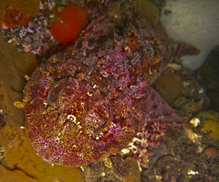 Hemilepidotus hemilepidotus