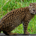 Leopardus guigna - Photo (c) Mauro Tammone，保留部份權利CC BY