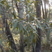 Quercus viminea - Photo (c) García-Martínez Miguel A.,  זכויות יוצרים חלקיות (CC BY-NC), הועלה על ידי García-Martínez Miguel A.