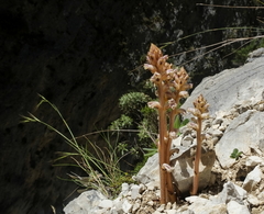 Orobanche minor
