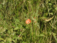 Sphaeralcea laciniata