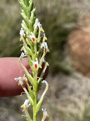 Hebenstretia robusta